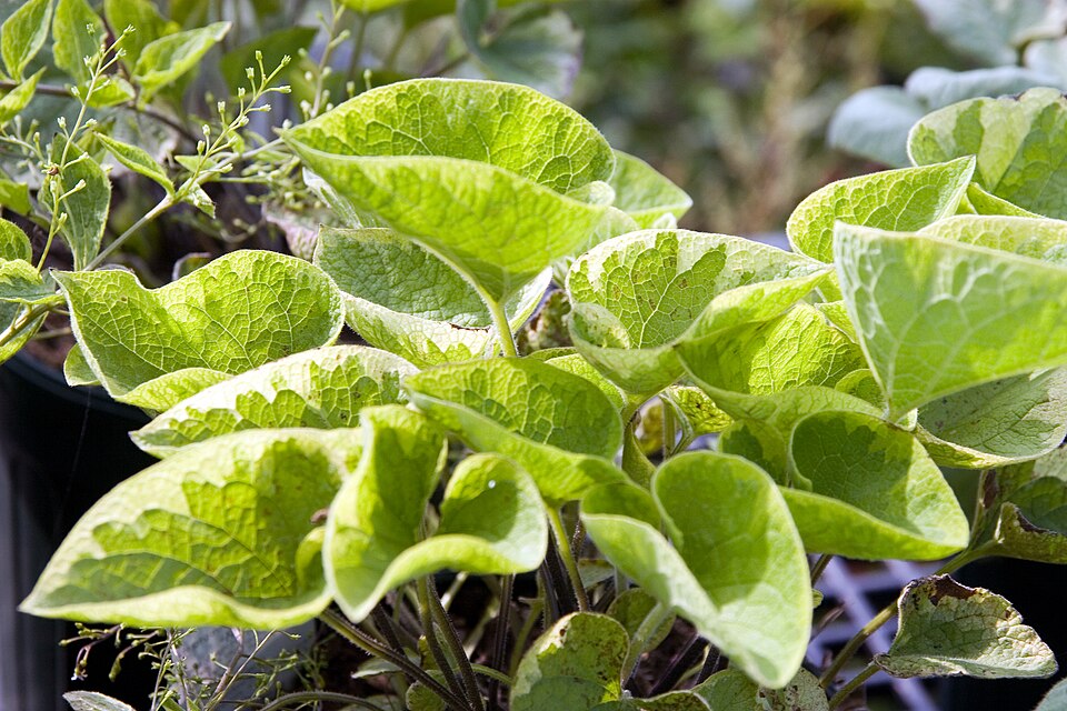 Brunnera macrophylla 'Hadspen Cream' (Hadspen Cream Brunnera) (alternate view 2)