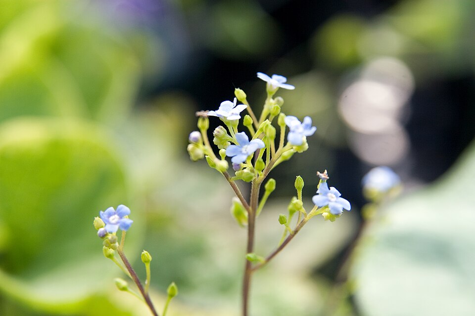 Brunnera macrophylla 'Hadspen Cream' (Hadspen Cream Brunnera) (alternate view 3)
