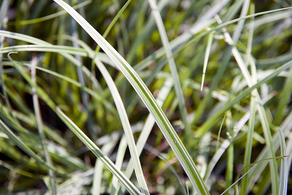 Carex morrowii 'Silver Sceptre' (Silver Sceptre Japanese Sedge) (alternate view 2)