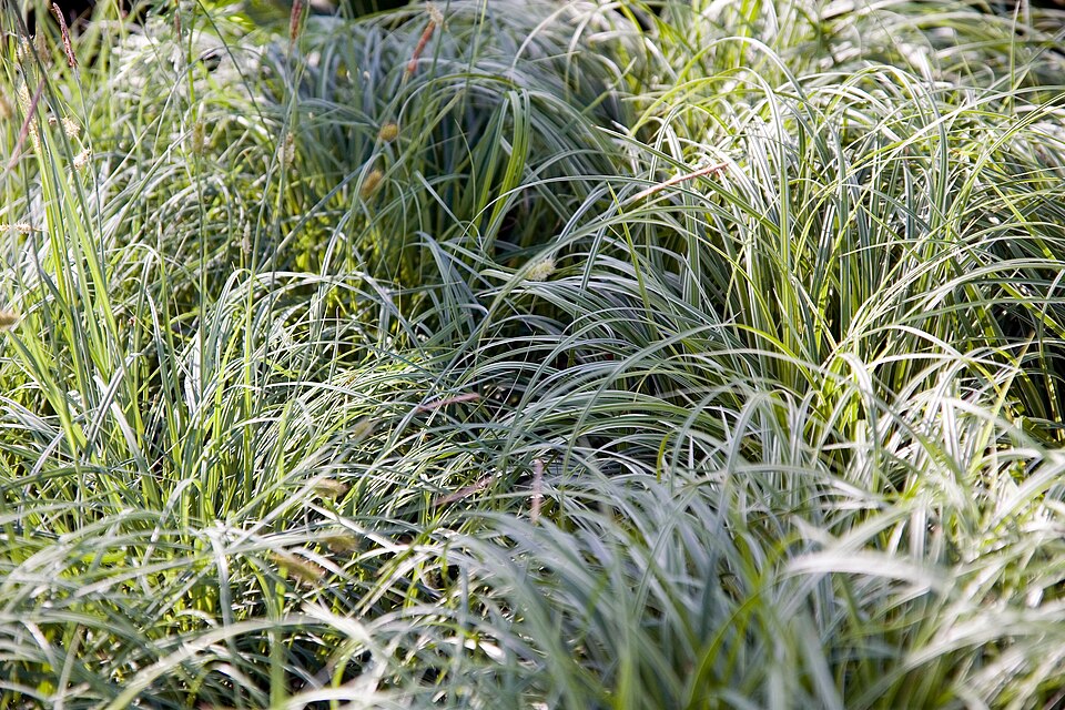 Carex morrowii 'Silver Sceptre' (Silver Sceptre Japanese Sedge) (alternate view 3)