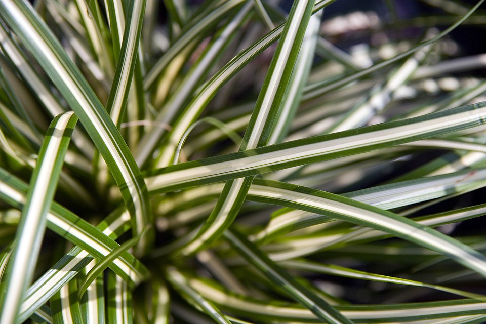 Carex oshimensis 'Evergold' (Evergold Japanese Sedge) (alternate view 3)