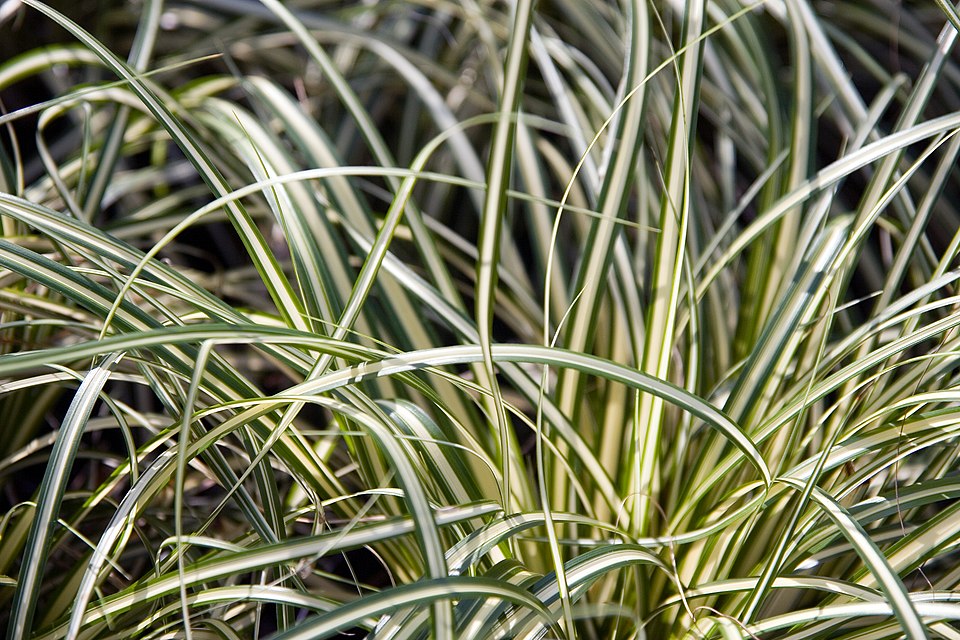 Carex oshimensis 'Evergold' (Evergold Japanese Sedge) (alternate view 4)