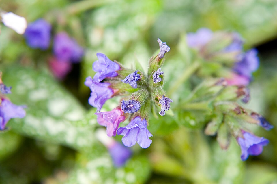 Pulmonaria × 'Trevi Fountain' (Trevi Fountain Lungwort) (alternate view 3)