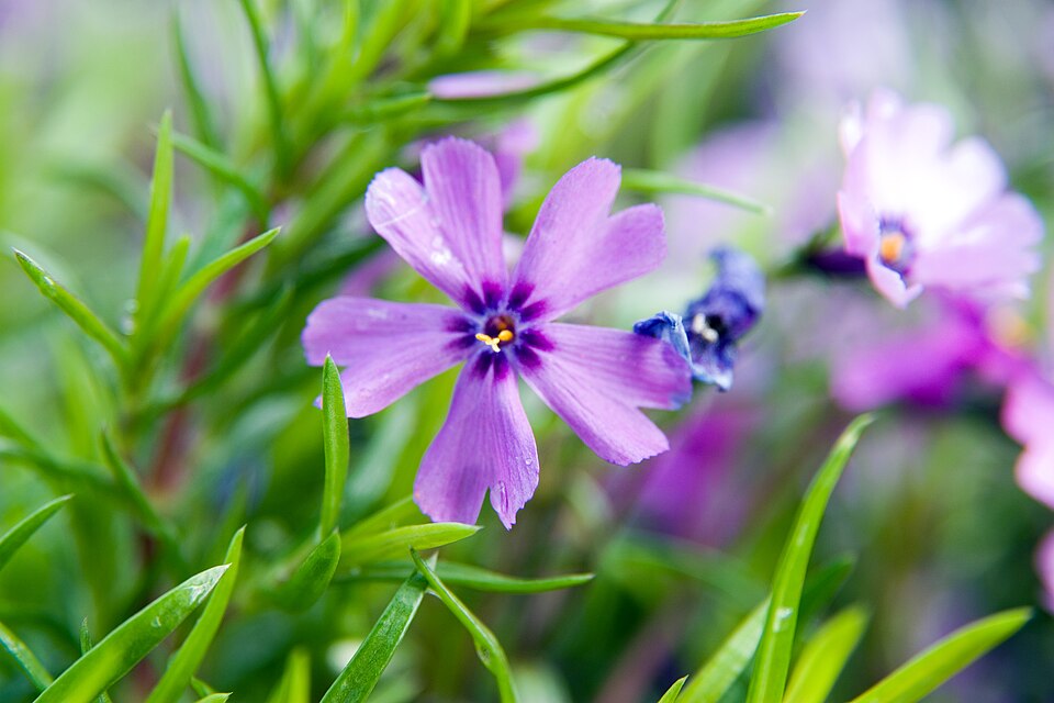 Phlox subulata 'Purple Beauty' (Purple Beauty Creeping Phlox)