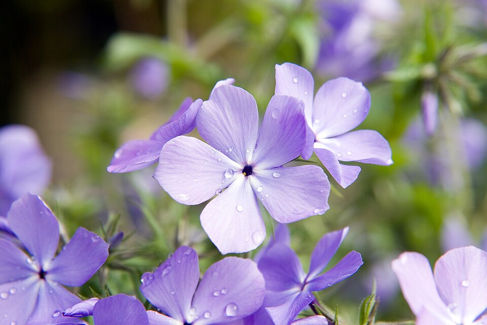 Phlox divaricata 'Blue Moon' (Blue Moon Woodland Phlox) (alternate view 2)