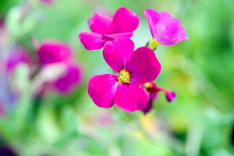 Aubrieta × 'Red Cascade' (Red Cascade Aubretia)