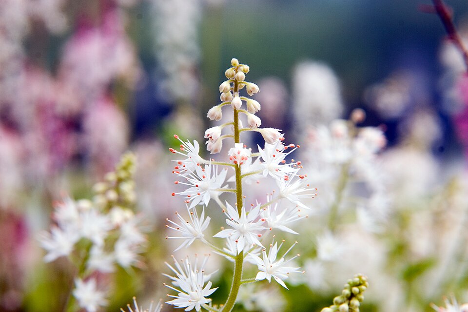 Tiarella cordifolia 'Running Tapestry' (Running Tapestry Foamflower) (alternate view 2)
