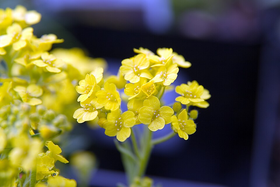 Aurinia saxatilis 'Summit' (Summit Basket of Gold) (alternate view 2)
