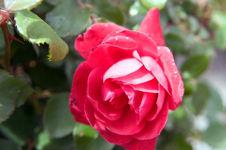 Rosa 'Double Knock Out' (Double Knock Out Rose) (alternate view 4)