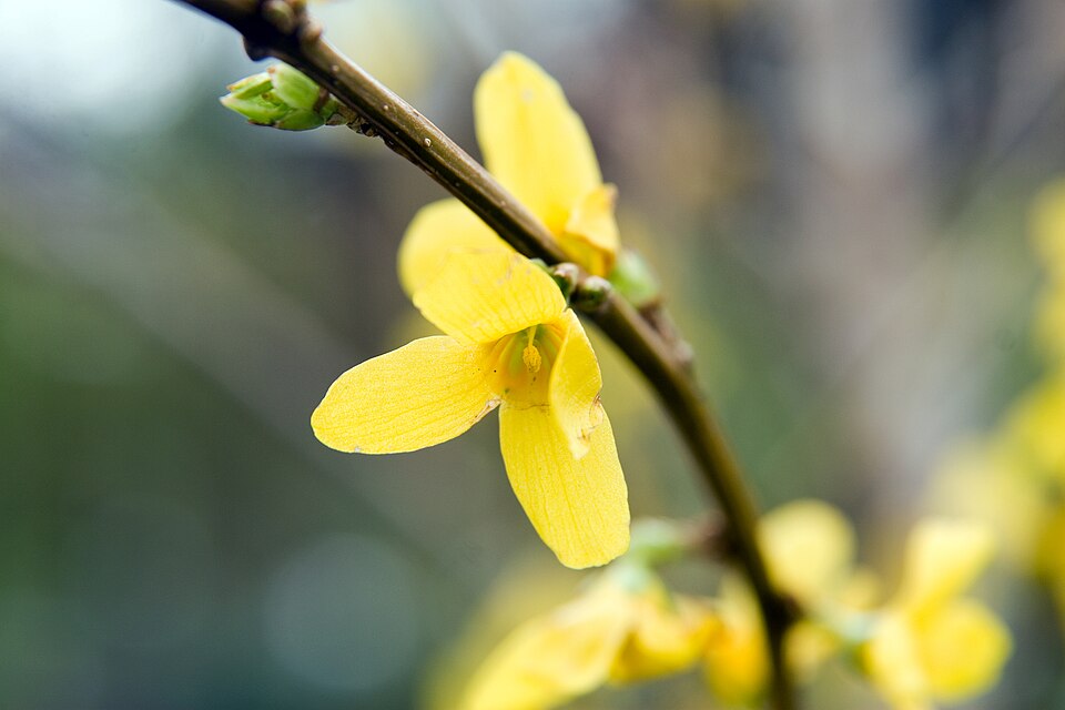 Forsythia × intermedia 'Lynwood Gold' (Lynwood Gold Forsythia) (alternate view 4)