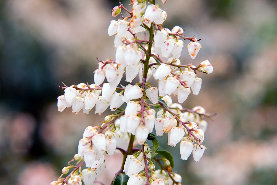 Pieris japonica 'Flamingo' (Flamingo Japanese Pieris) (alternate view 2)