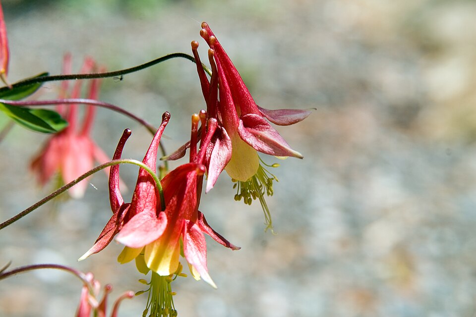 Aquilegia (columbines) (alternate view 11)