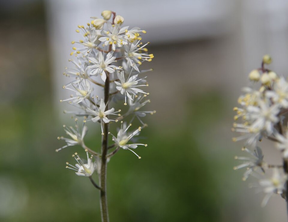Tiarella cordifolia 'Brandywine' (Brandywine Foamflower) (alternate view 2)