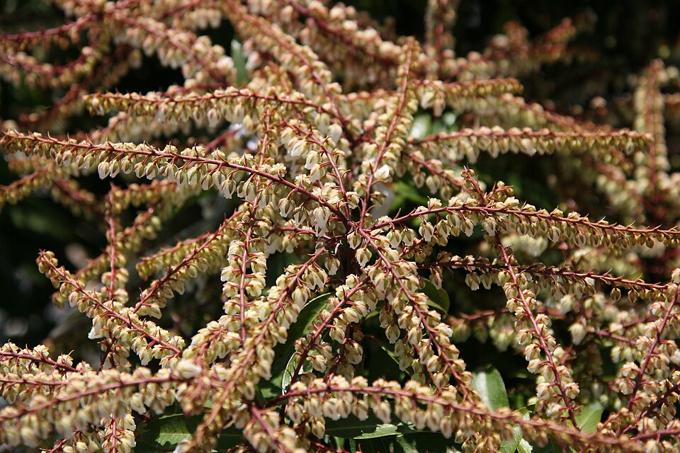 Pieris 'Brouwer's Beauty' (Brouwer's Beauty Pieris)
