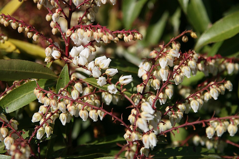 Pieris 'Brouwer's Beauty' (Brouwer's Beauty Pieris) (alternate view 2)