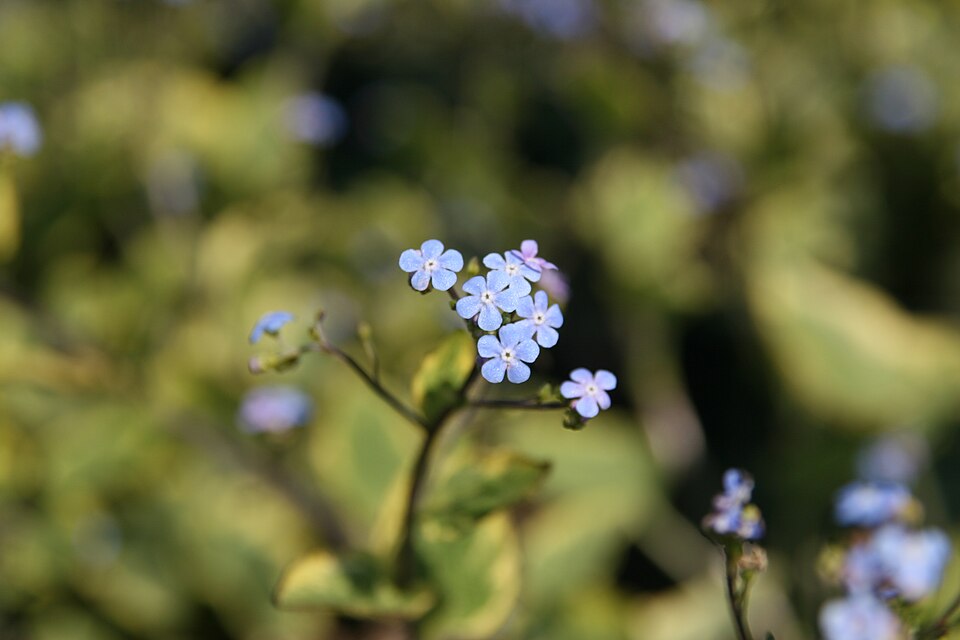 Brunnera macrophylla 'Hadspen Cream' (Hadspen Cream Brunnera) (alternate view 4)