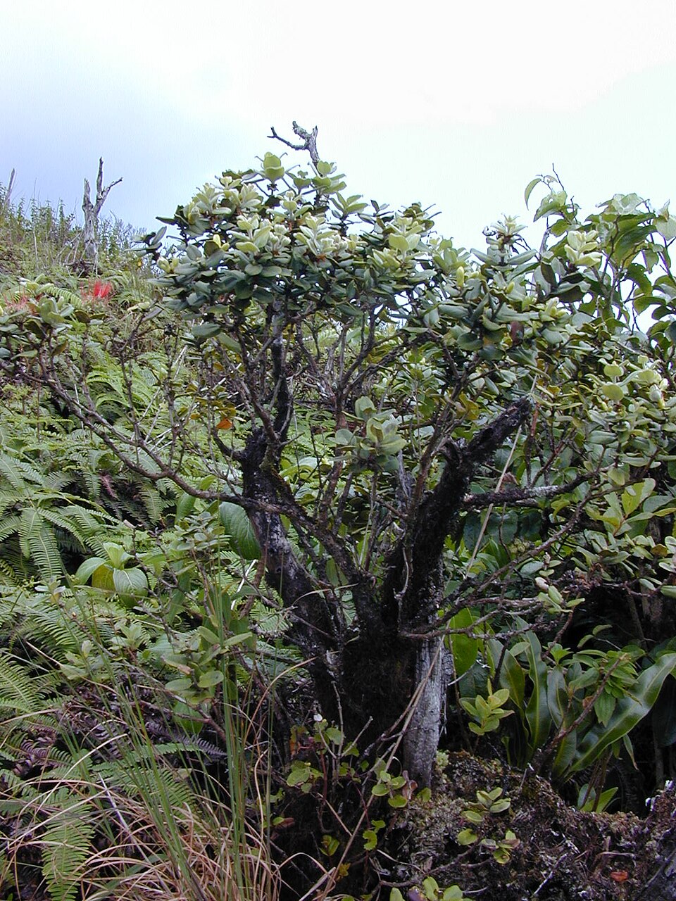 Metrosideros polymorpha (ʻŌhiʻa Lehua)