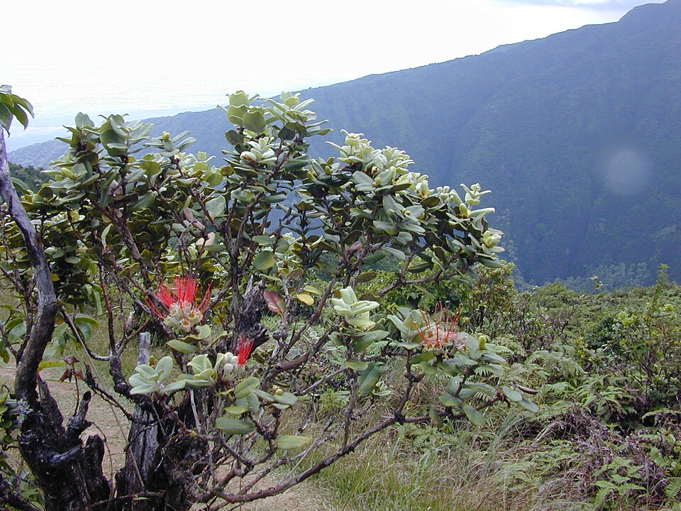 Metrosideros polymorpha (ʻŌhiʻa Lehua) (alternate view 2)