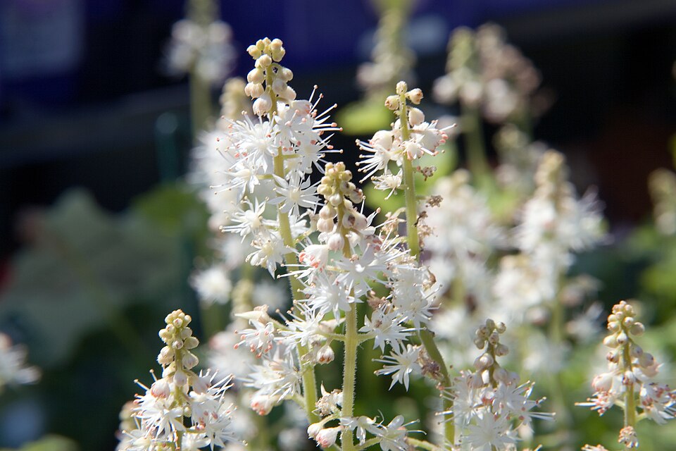 Tiarella cordifolia 'Running Tapestry' (Running Tapestry Foamflower) (alternate view 3)