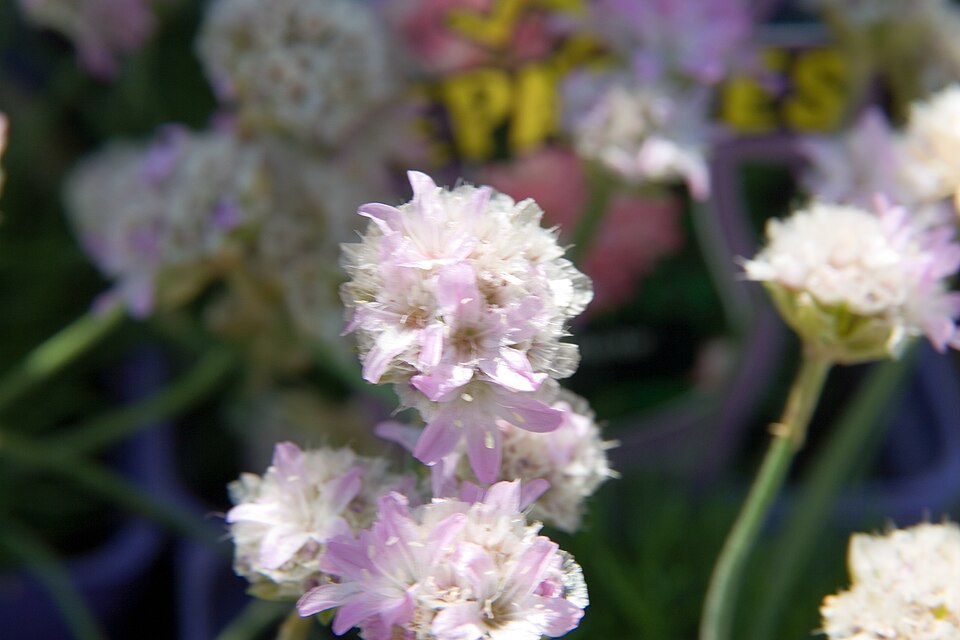 Armeria maritima 'Victor Reiter' (Victor Reiter Sea Thrift) (alternate view 5)
