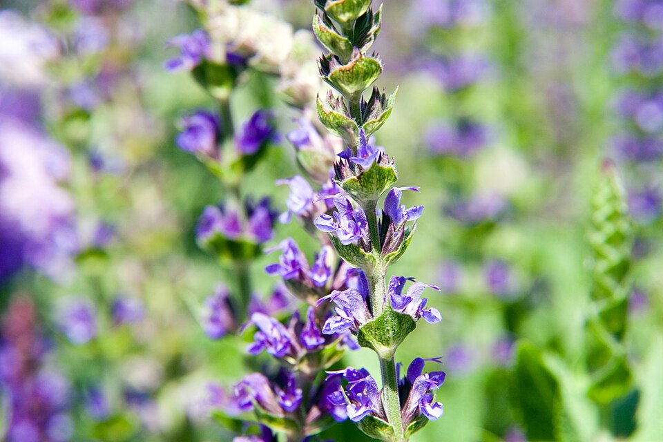 Salvia nemorosa 'East Friesland' (East Friesland Meadow Sage) (alternate view 3)