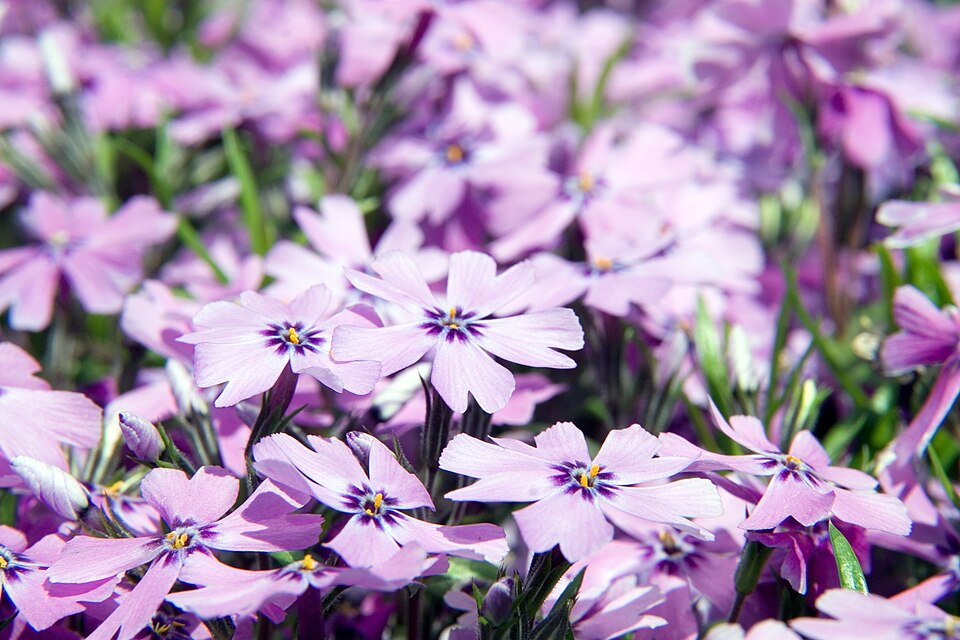 Phlox subulata 'Purple Beauty' (Purple Beauty Creeping Phlox) (alternate view 2)