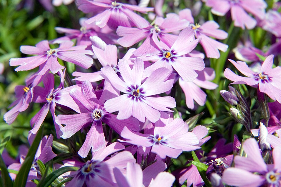 Phlox subulata 'Purple Beauty' (Purple Beauty Creeping Phlox) (alternate view 3)