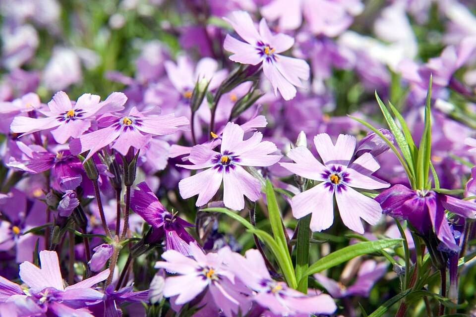 Phlox subulata 'Purple Beauty' (Purple Beauty Creeping Phlox) (alternate view 4)