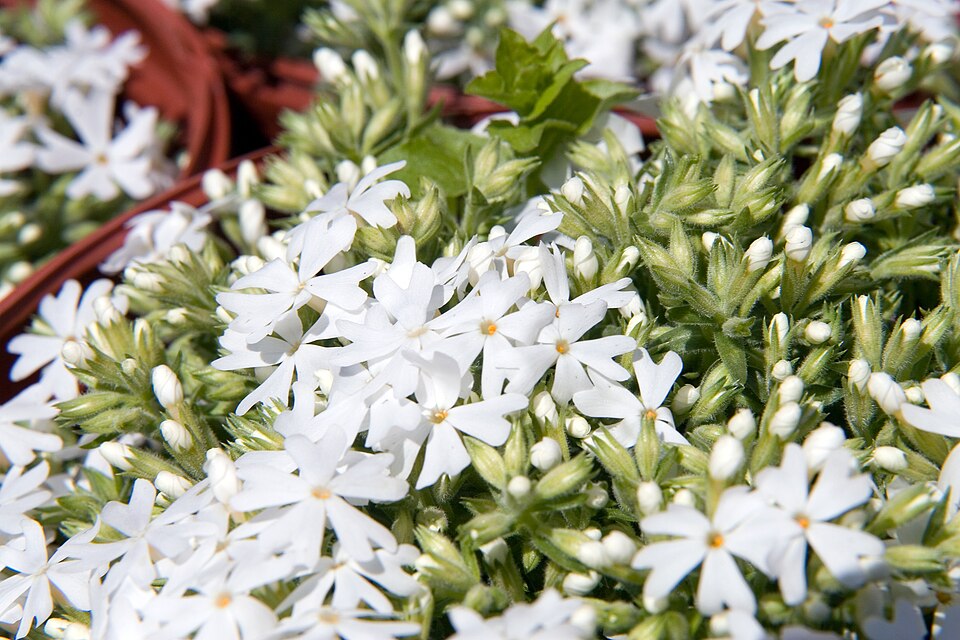 Phlox subulata 'Snowflake' (Snowflake Creeping Phlox) (alternate view 4)