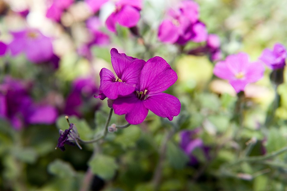 Aubrieta × 'Red Cascade' (Red Cascade Aubretia) (alternate view 2)