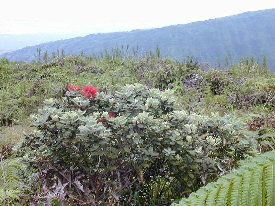 Metrosideros polymorpha (ʻŌhiʻa Lehua) (alternate view 3)