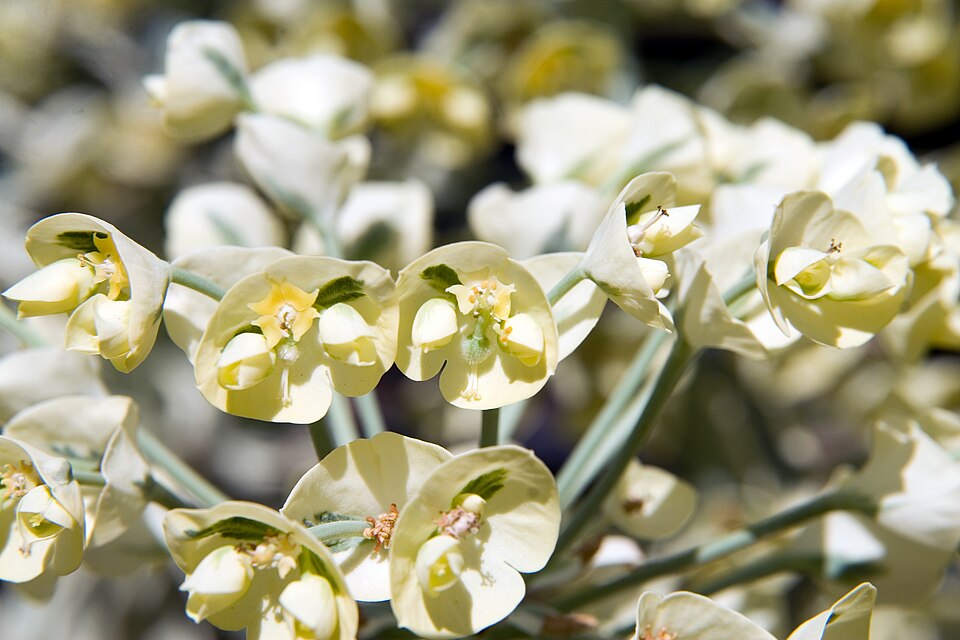 Euphorbia characias ssp. 'Tasmanian Tiger' (Tasmanian Tiger Spurge) (alternate view 3)