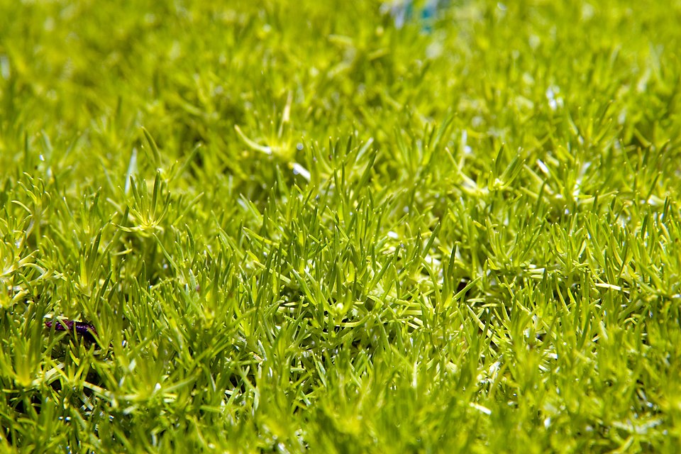 Sagina subulata 'Aurea' (Golden Irish Moss)