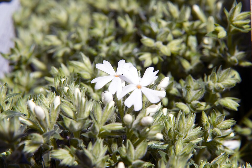 Phlox subulata 'Snowflake' (Snowflake Creeping Phlox) (alternate view 5)