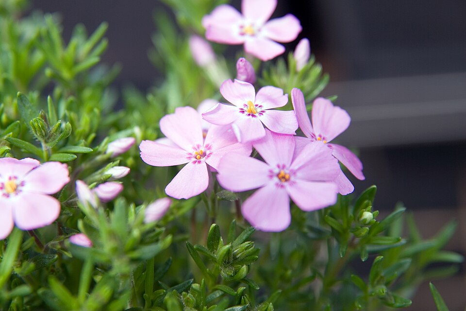 Phlox subulata 'Emerald Pink' (Emerald Pink Creeping Phlox) (alternate view 3)