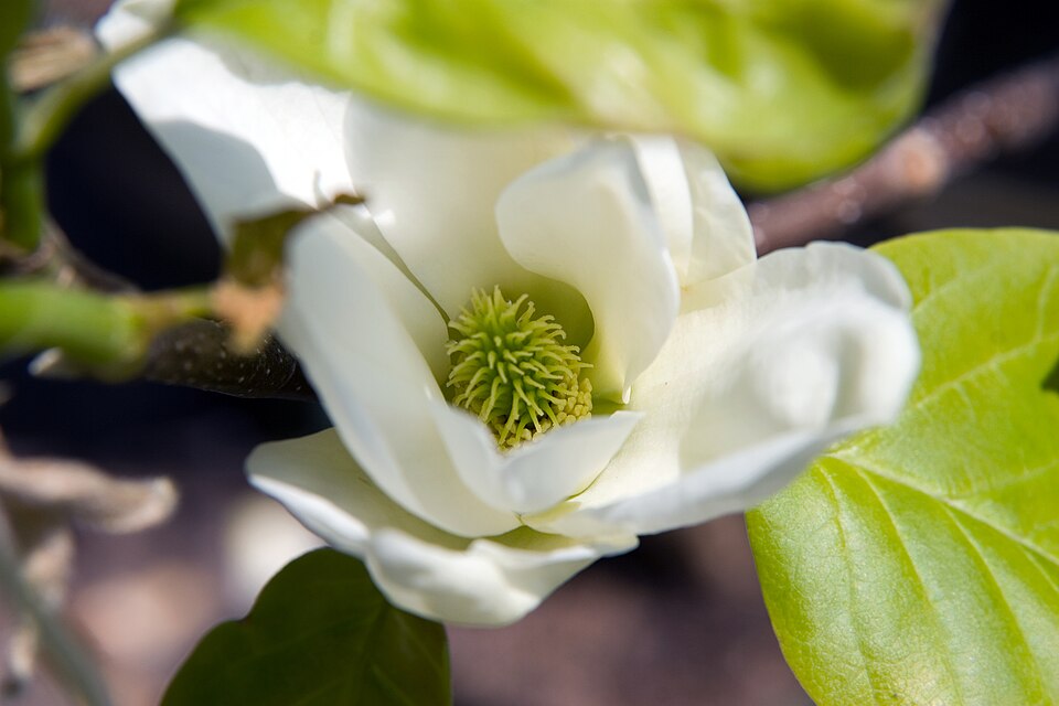 Magnolia 'Elizabeth' (Elizabeth Magnolia) (alternate view 4)