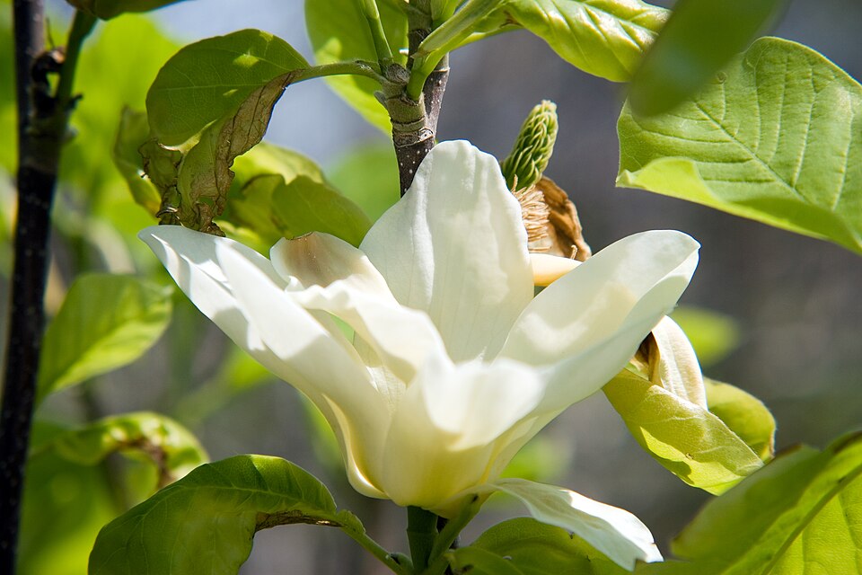 Magnolia 'Elizabeth' (Elizabeth Magnolia) (alternate view 5)