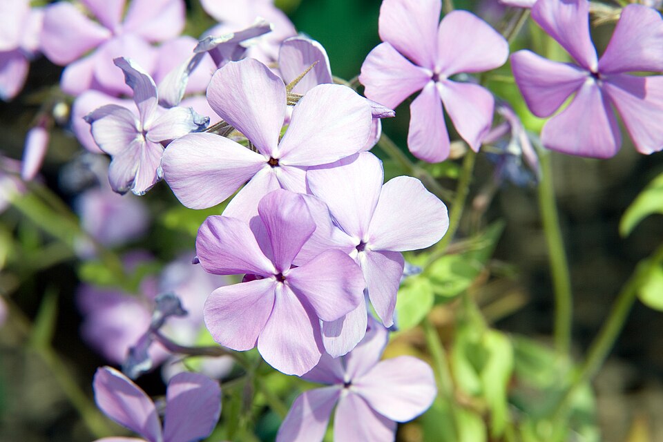 Phlox divaricata 'Blue Moon' (Blue Moon Woodland Phlox) (alternate view 3)