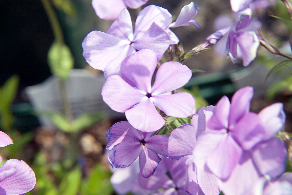 Phlox divaricata 'Blue Moon' (Blue Moon Woodland Phlox) (alternate view 4)