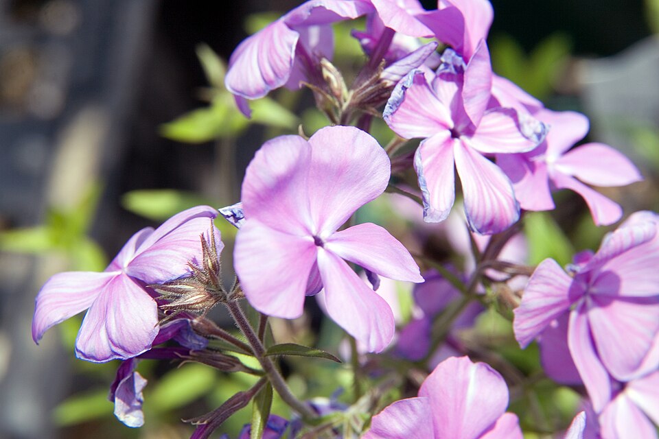 Phlox divaricata 'Blue Moon' (Blue Moon Woodland Phlox) (alternate view 5)