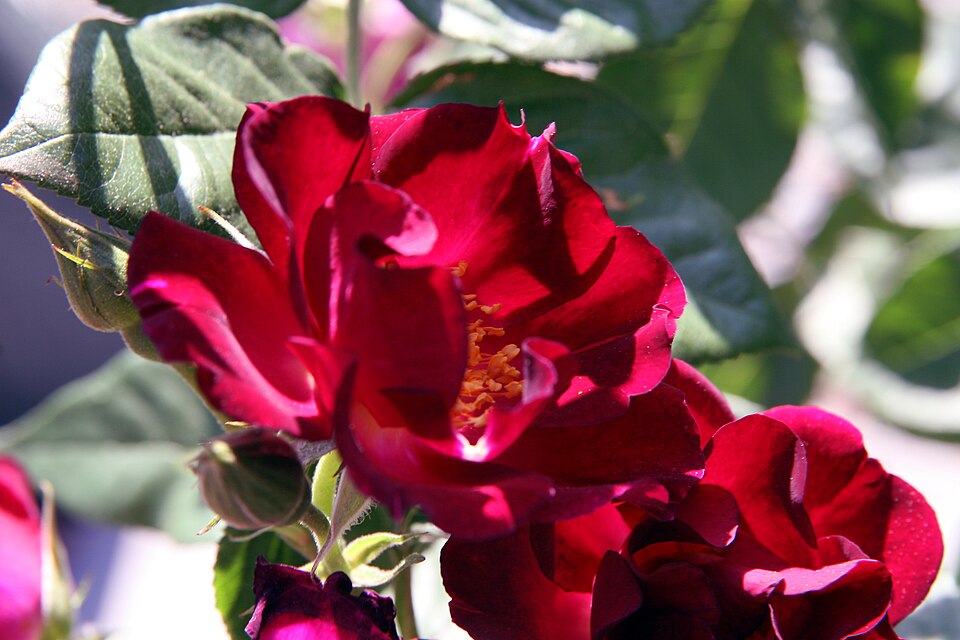 Rosa 'Don Juan' (Don Juan Rose) (alternate view 2)