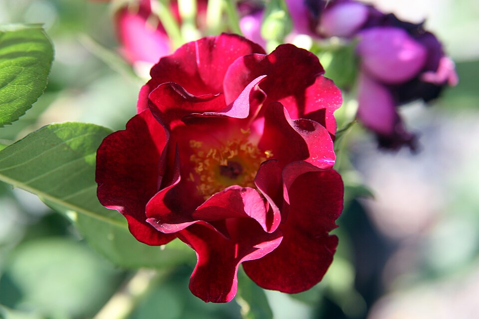 Rosa 'Don Juan' (Don Juan Rose) (alternate view 3)