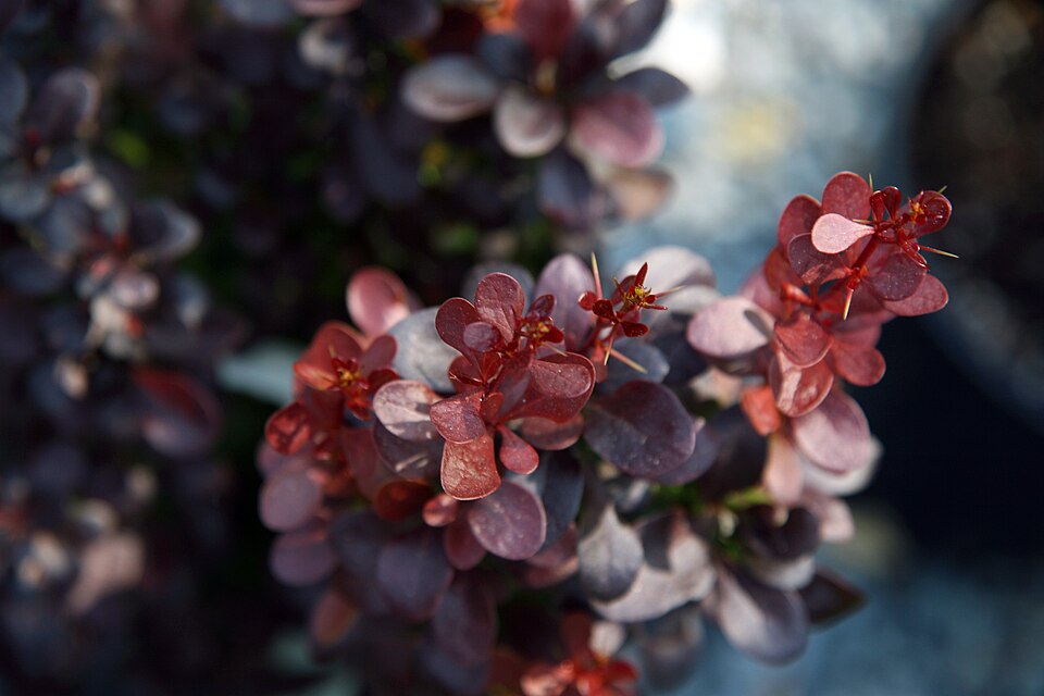 Berberis thunbergii f. 'Helmond Pillar' (Helmond Pillar Barberry) (alternate view 3)
