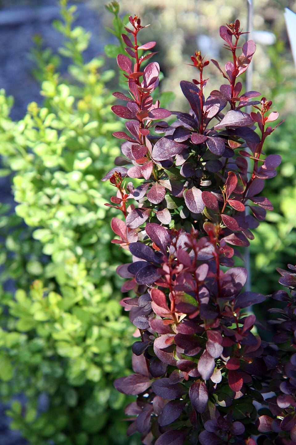 Berberis thunbergii f. 'Helmond Pillar' (Helmond Pillar Barberry) (alternate view 4)