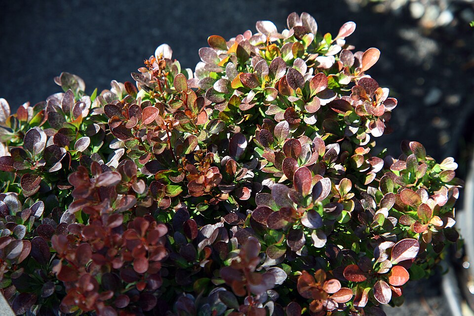 Berberis thunbergii f. 'Bagatelle' (Bagatelle Barberry) (alternate view 5)
