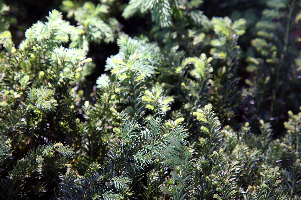 Taxus baccata 'Repandens' (Spreading English Yew) (alternate view 2)