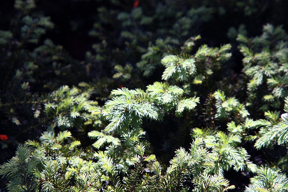 Taxus baccata 'Repandens' (Spreading English Yew) (alternate view 3)