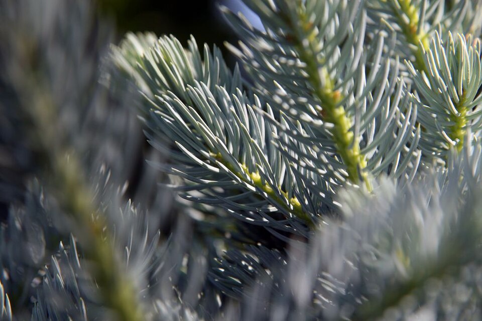 Picea pungens 'Montgomery' (Montgomery Blue Spruce) (alternate view 4)