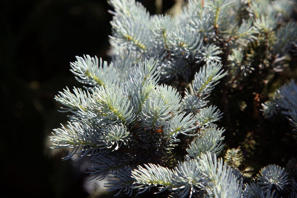 Picea pungens 'Montgomery' (Montgomery Blue Spruce) (alternate view 5)