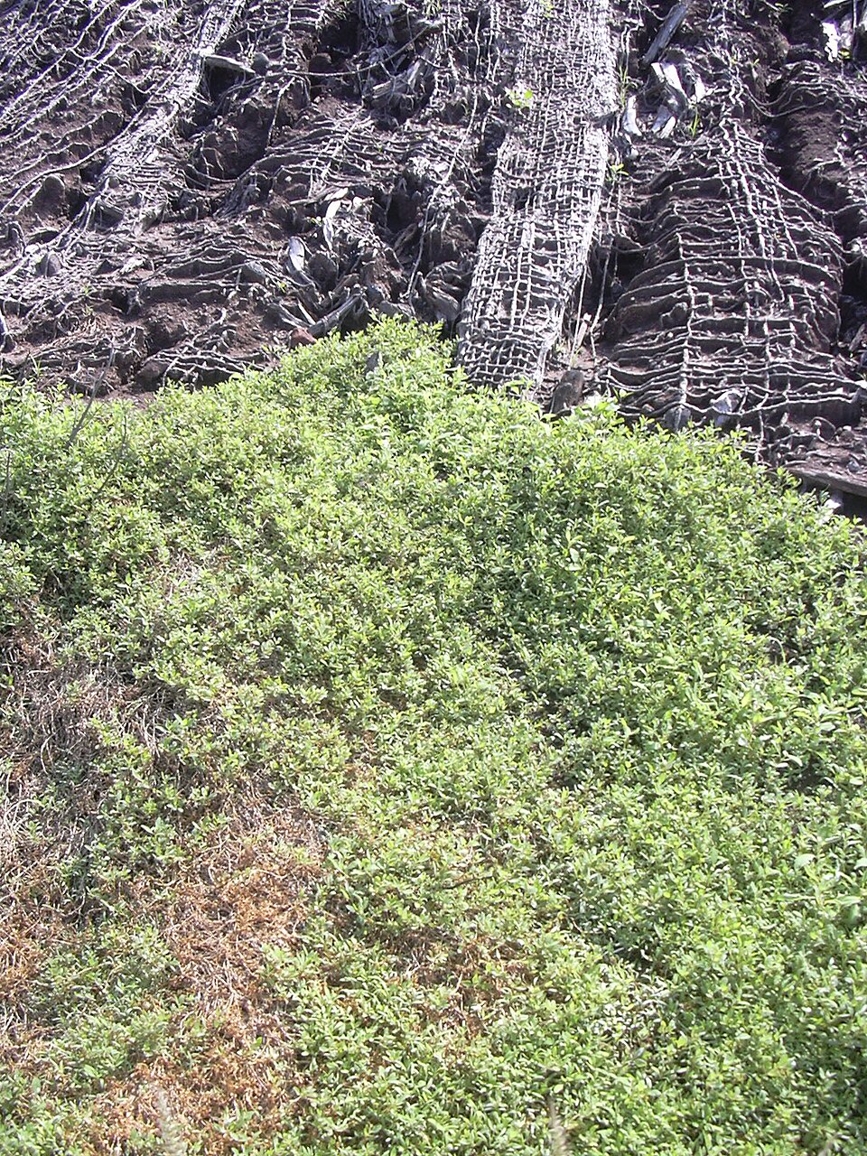 Atriplex semibaccata (berry saltbush) (alternate view 9)